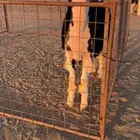 مشرووع فحل خصممم صنف الصنف