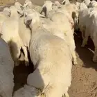 حري سواكني نجدي