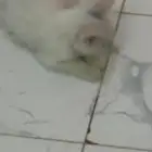 قطه للتبني عمرها شهرين