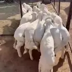 تم البيييع
