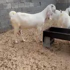 عرض طيب وخصمم لأهل النظر وعشاق النوادر