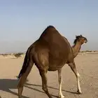 ملاقي قريب ولاد حمرا دم جرم شيخه