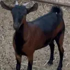 جفره محايلية سمين فل