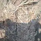 علف ذرة مخلوط مع رودس