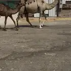 البيع عشرا معه قعود هديه منيحه