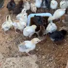 للبيع صوص دجاج بلدي