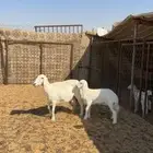 حريه تحتها رخل ذبيحه