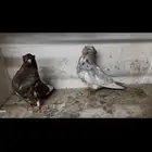 للبيع دمستك