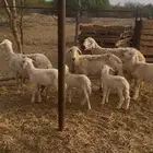 ضان ولد مقاني