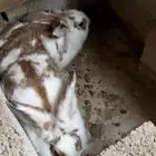 أرانب شنشلا وبابيون ومنتجه