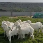 ذبايح حري فل نظاف هرافي