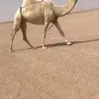 للبيع الضريبه سنها ثنيه