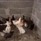 دجاج بلدي بياض