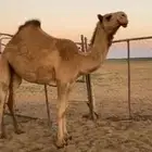للبيع البكره الشعلا الكفووو