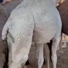 قعود وبكره من تحت اماتها شي كفو وفاخر