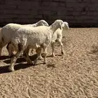رخال حريه