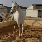 للبيع فرس واهو