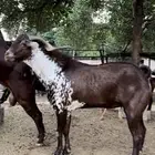 فحل اوشح ادبس كفو حار جدا  وانتاجه طيب توه قلع جامع