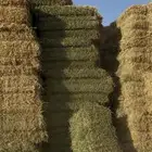 للبيع كوم برسيم عود ناعم ورق فل