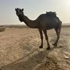 البعير سنه سديس فيه ذيبه ولا تمنعه من الضراب الموقع الخرج