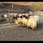 ضان نعيم صنف