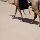 رحول صفرا طوع طيبه