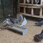 للبيع حمام قطيفي
