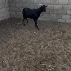 تيس فحل مورسيانو إسباني بيور