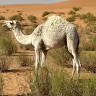 حشو