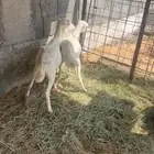 رخال رفيد