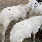 طليان سواكن نظاف مرابي