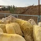 رخال صنف مقنوي كفو