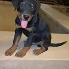 للبيع جوز روت وايلر بيور