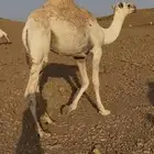 للبيع قعود قصب طايش شحم