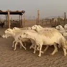 غنم العدد 46 حريات دفيع