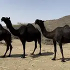 ذود مجاهيم طيبه جد ا