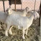 رخلين وخرفين صفر صنف كفو