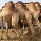 قعدان مفاريد كفو