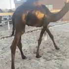 للبيع قعود قصب مجهم فل شحم حوار عمره 7 شهور
