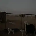 نجديه والد