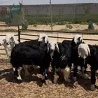 ذبايح نجد فل نظاف