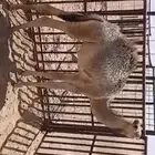 للبيع اثنين حشو اثنين عمار خمس ونص وطالع فل الفل شحم