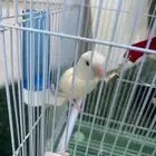 طير نوع روز