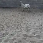 حريه دافع واصللل