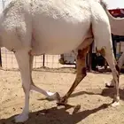 لقحات مقاريب