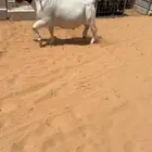 فحل بورقت بيور تممم البيع