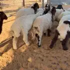 للبيع بهم نعيم خصم