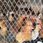 صيصان كبير وصغير للبيع