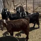 جفار