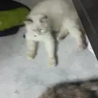 قطط مجانا  للتبني
